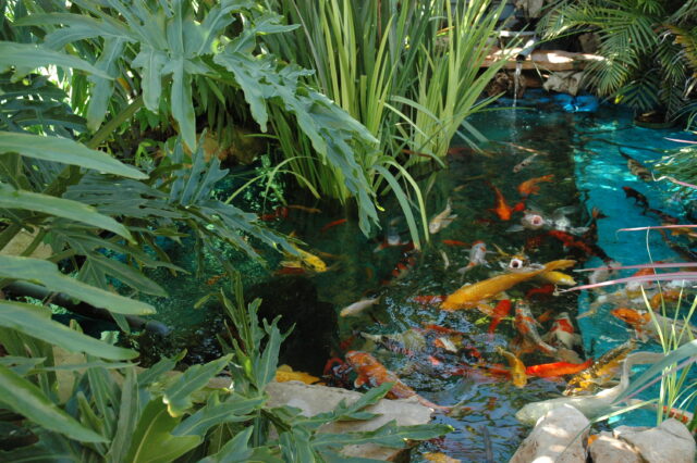 הקמת ותחזוקת בריכות נוי