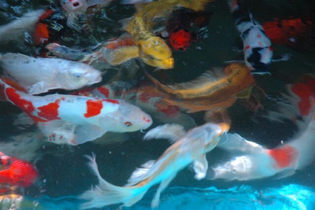 הקמת ותחזוקת בריכות נוי