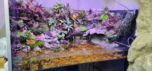 הקמת פלודריום