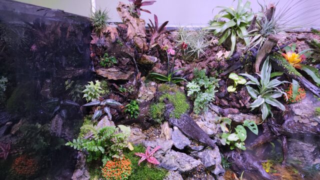 אקווריומים מים מתוקים