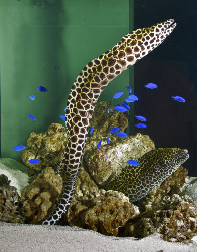 דגי ים באקווריום מים מלוחים