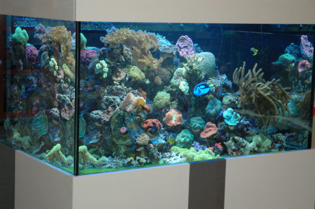 אקווריום מים מלוחים ריף אלמוגים