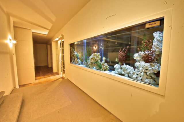 אקווריום מים מתוקים ריף אלמוגים