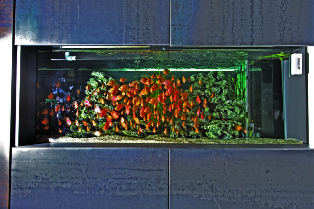 אקווריום מים מתוקים דגים טורפים