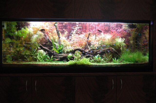 אקווריום מים מתוקים צמחיה טבעית - תמונה 4