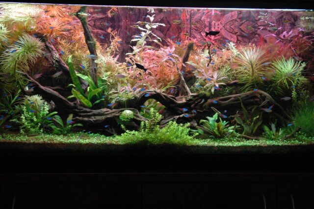 אקווריום מים מתוקים צמחיה טבעית - תמונה 3