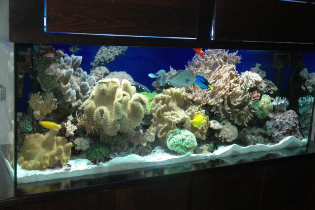 אקווריום מים מלוחים ריף אלמוגים
