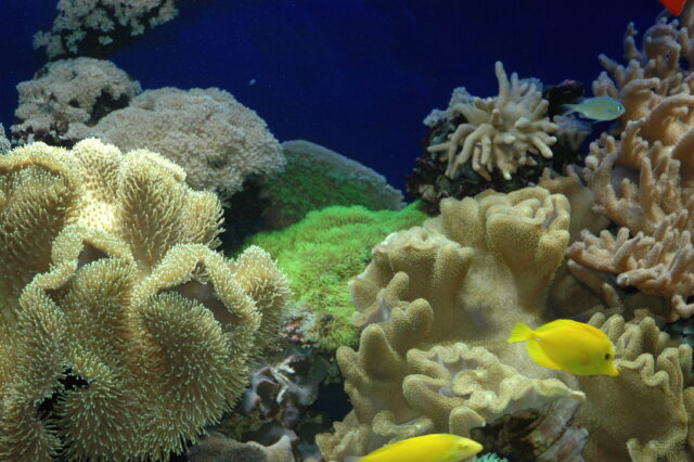 אקווריום מים מלוחים ריף אלמוגים