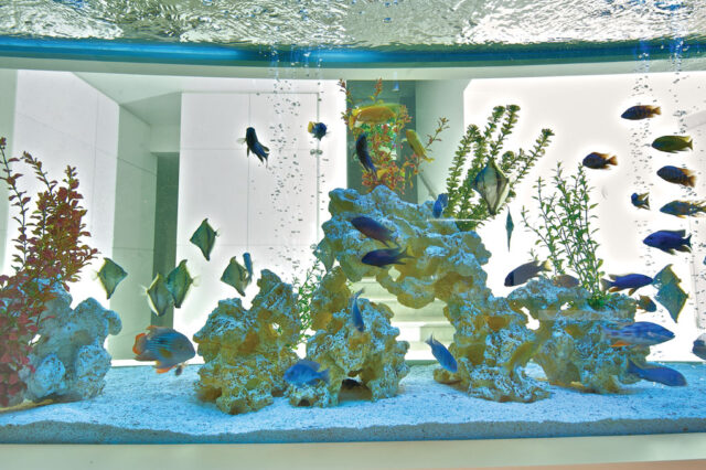 אקווריום מים מתוקים 2100 ליטר 3.2 מטר ברמת השרון