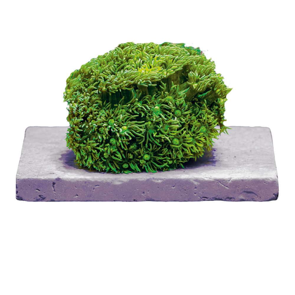 Fauna Marin Frag Tile 100x100x10mm