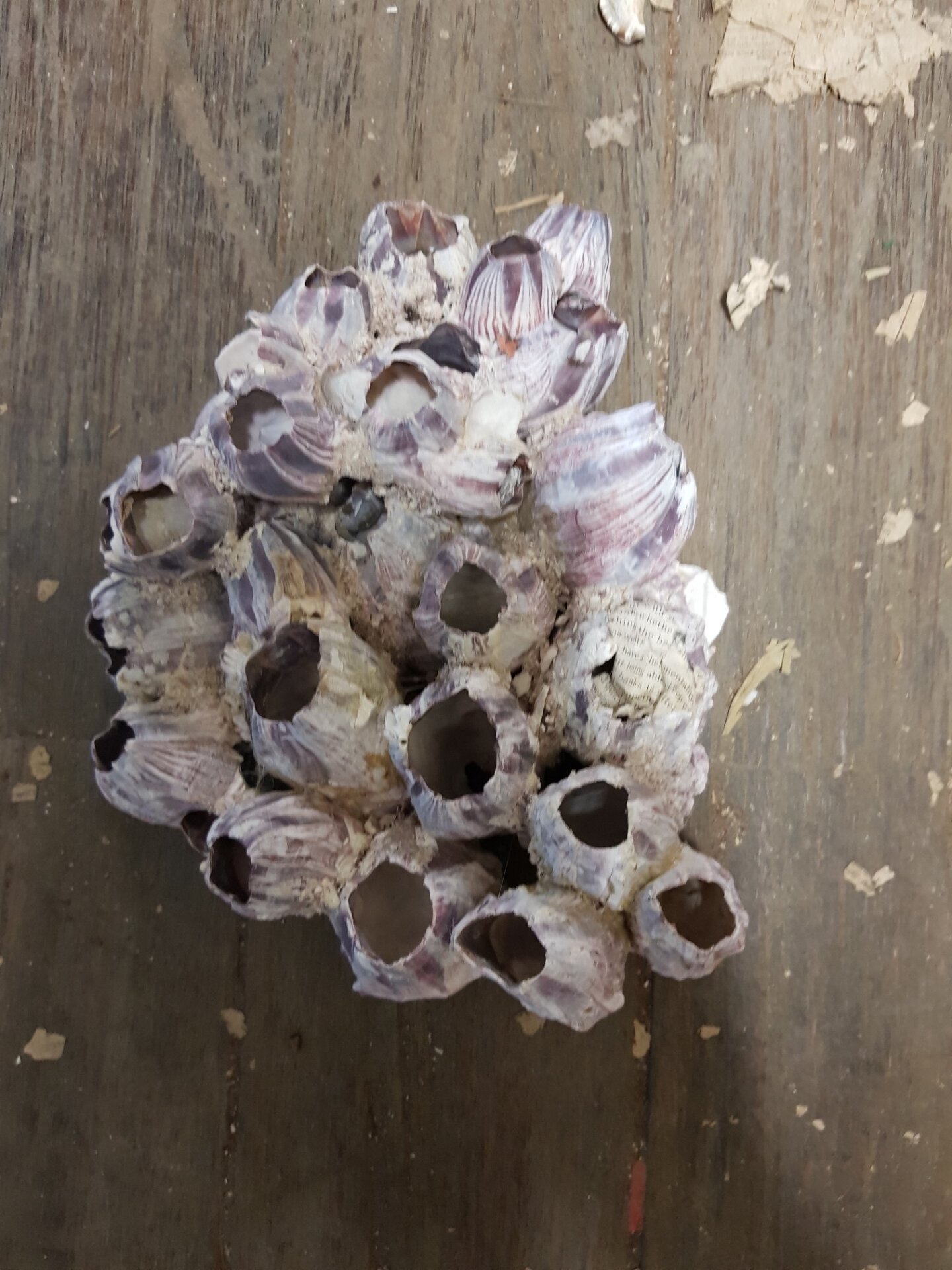 20181006 190812 Resized בלוט - בגדלים שונים