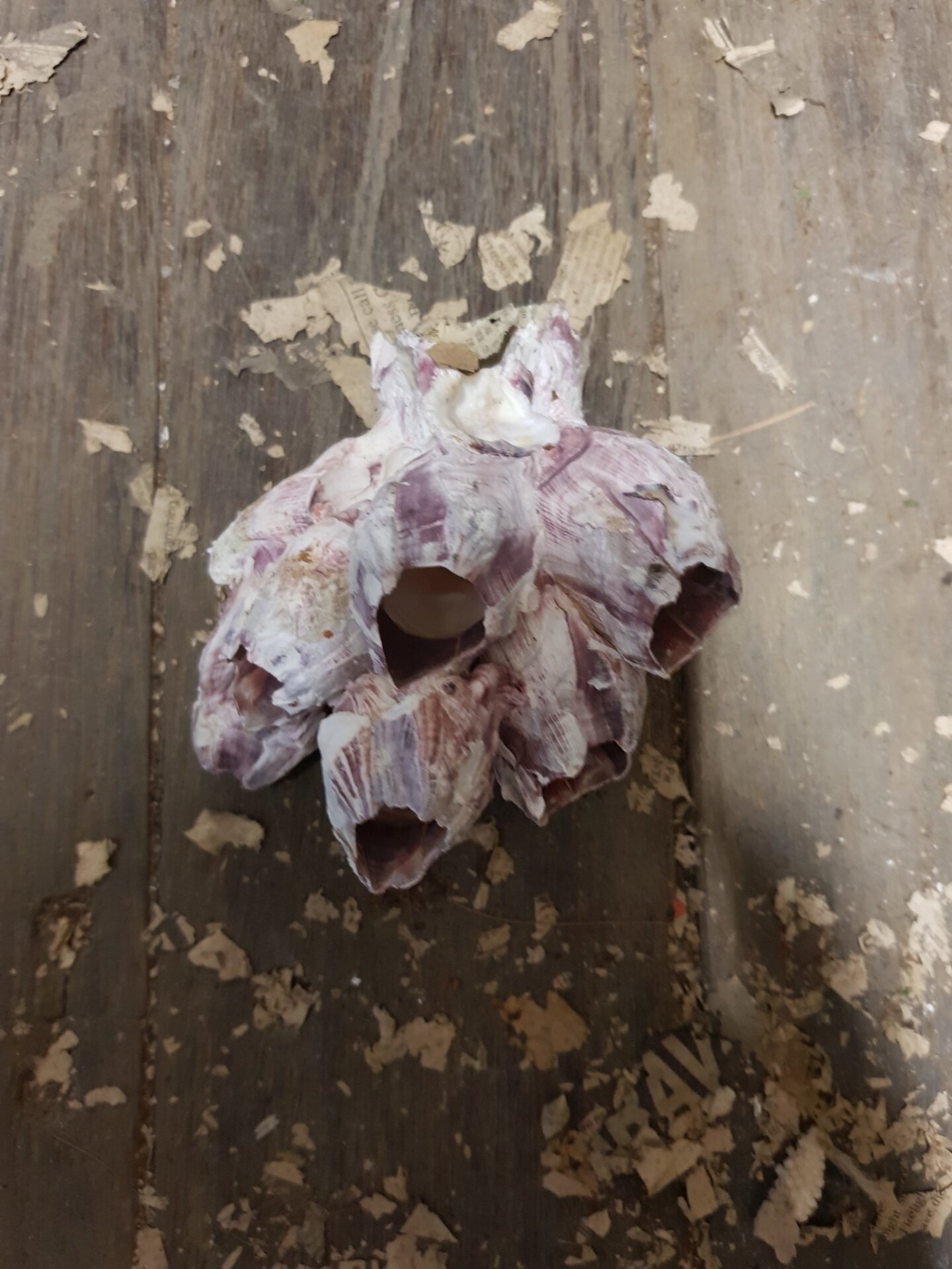 20181006 190815 Resized בלוט - בגדלים שונים