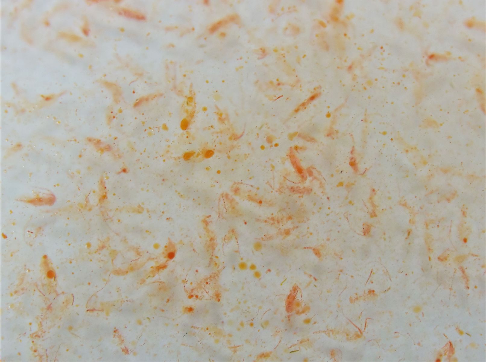 Ocean Plankton Fauna Marin Ocean Plankton (Calanus) 250ml