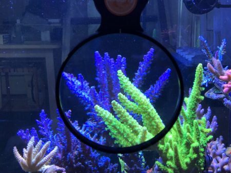 Flipper DeepSee Max Magnified Magnetic Aquarium Viewer 12.7cm