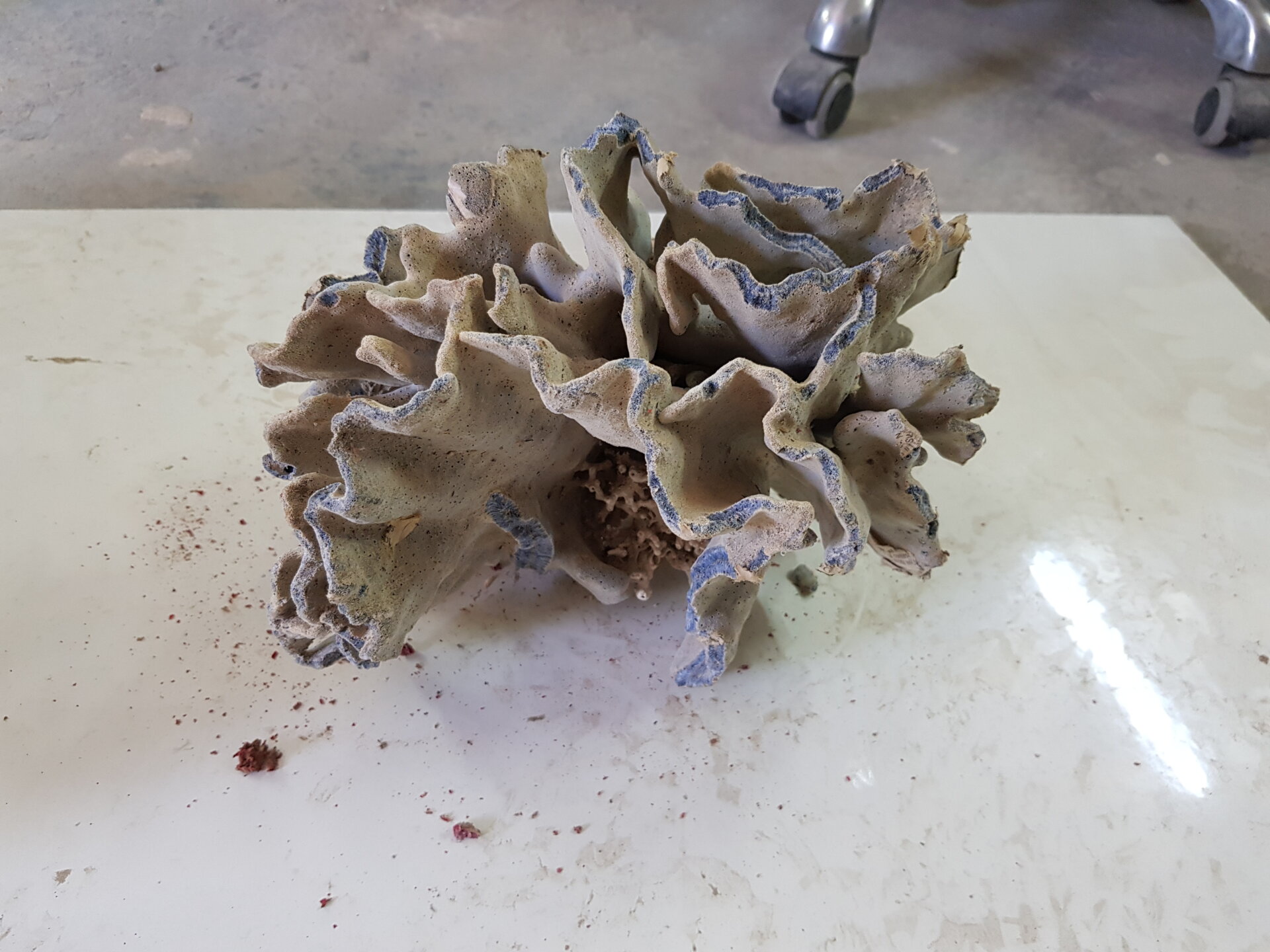 אלמוג כחול לפי 1 ק"ג