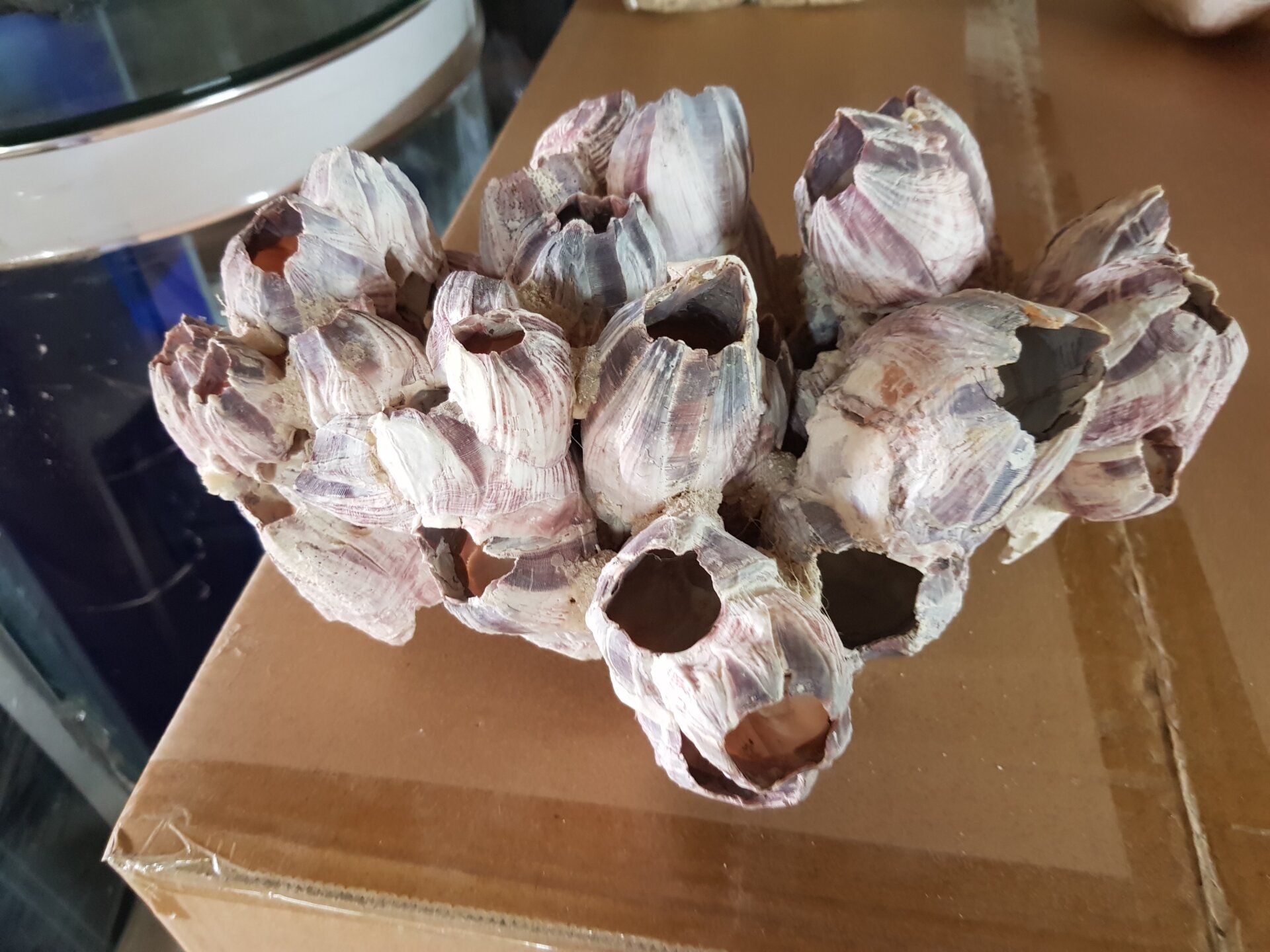 בלוט 10 12 בלוט - בגדלים שונים