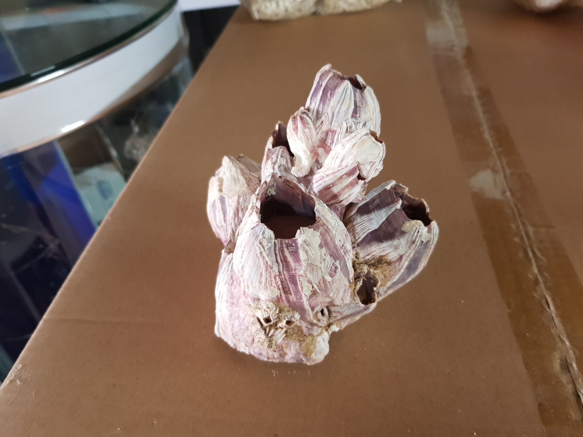 בלוט 3 5 בלוט - בגדלים שונים