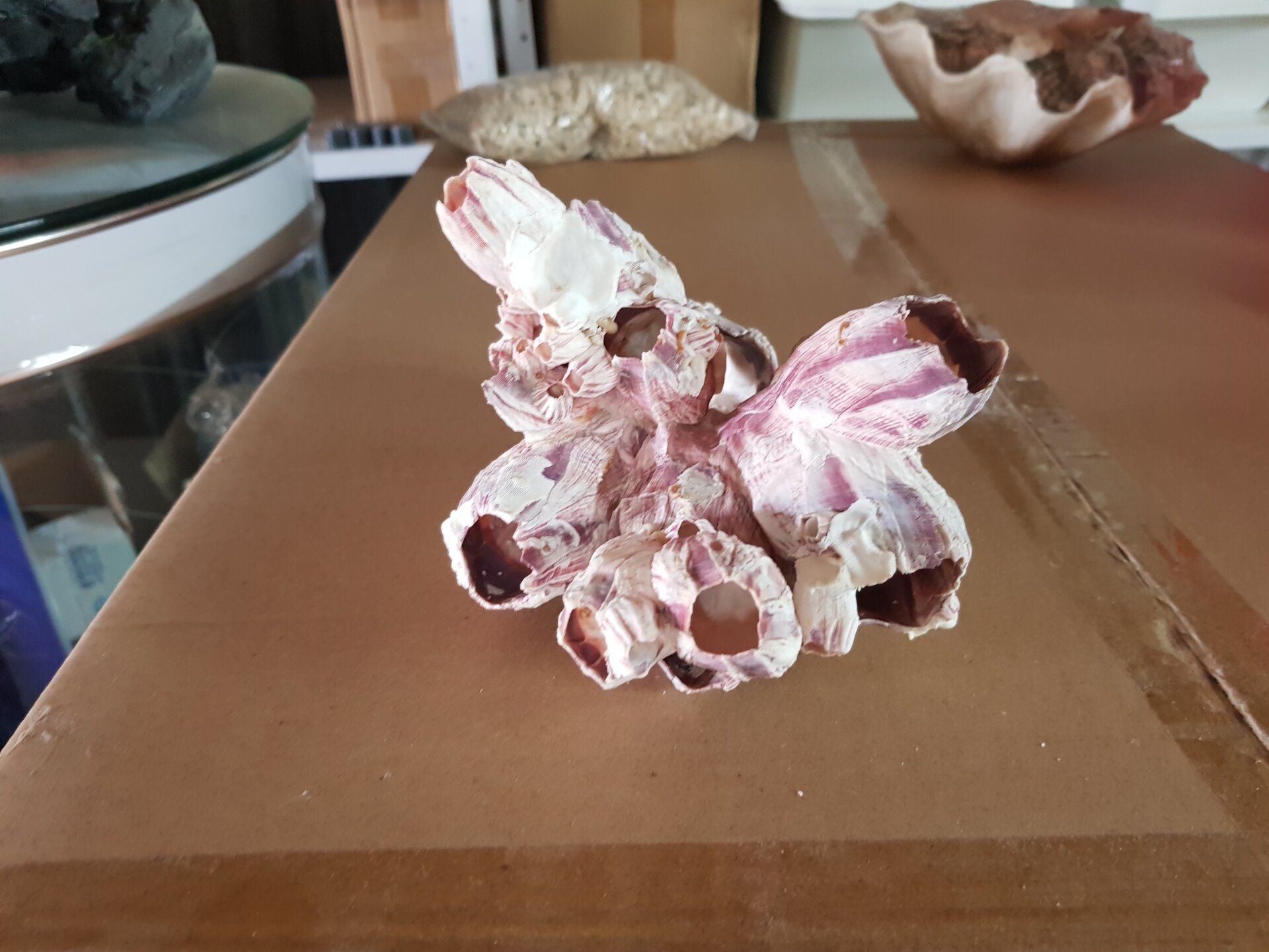 בלוט 5 7 בלוט - בגדלים שונים