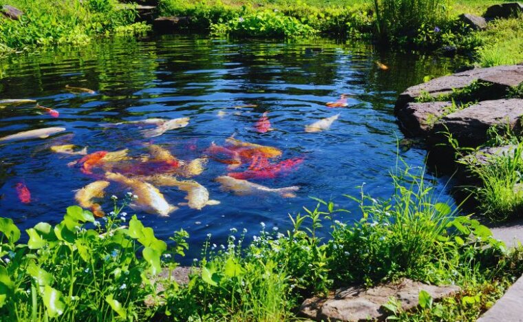 הסביבה האידיאלית לדגי נוי: איך לשמור על מים בריאים?