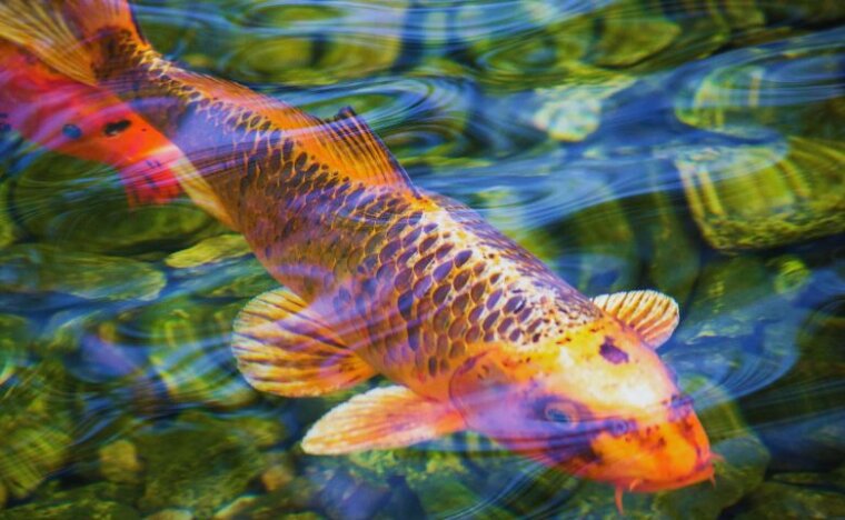 למה כדאי להשקיע בבריכת נוי בגינה שלכם? כל היתרונות