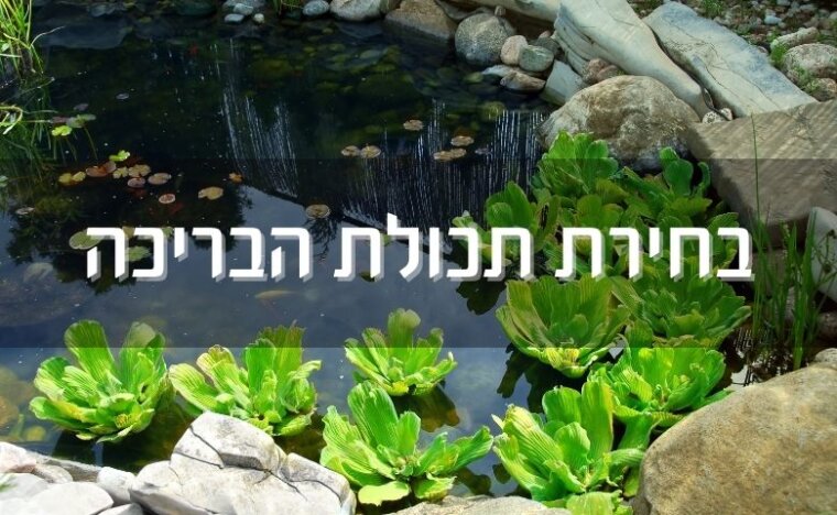 הקמת בריכת נוי - מה צריך לדעת