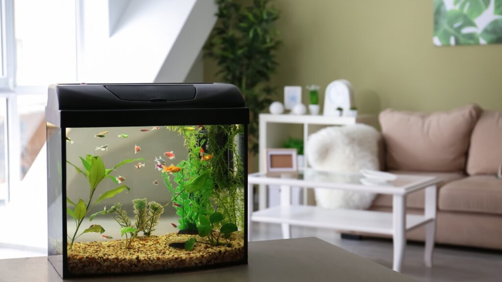 איך מחשבים נפח אקווריום - בקלות ויעילות איך מחשבים נפח אקווריום