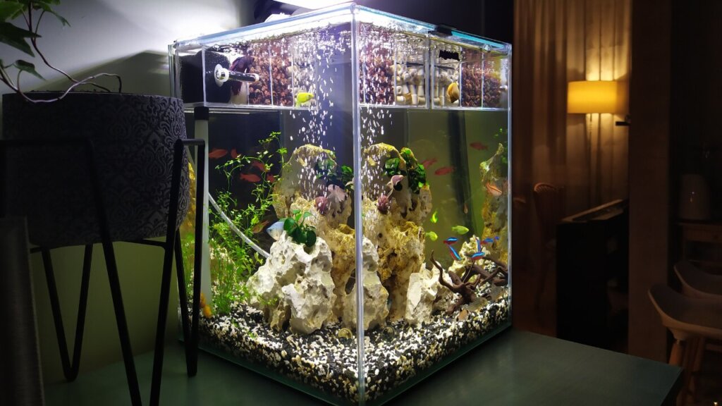 טיפול באקווריום – כל מה שצריך לדעת