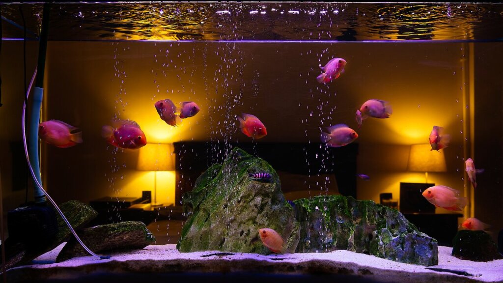 טיפול באקווריום – כל מה שצריך לדעת