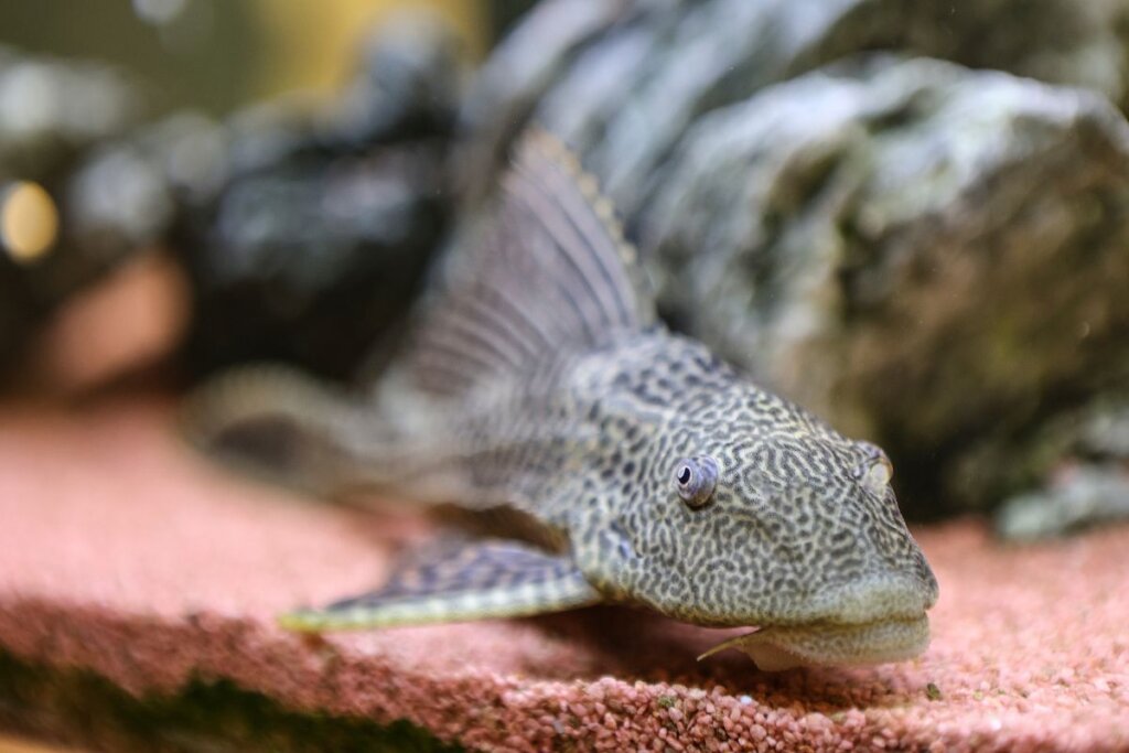 דג מנקה לאקווריום – איך לבחור את המין הנכון ולשמור על מים צלולים?