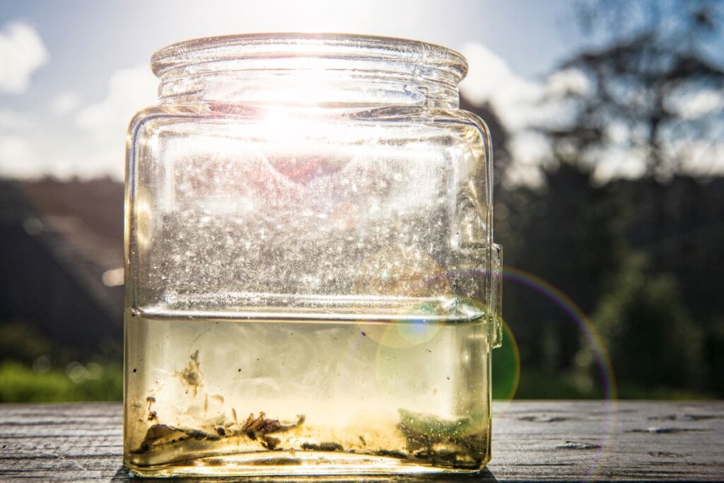 מים עכורים באקווריום – הסיבות לעכירות ופתרונות יעילים לניקוי המים