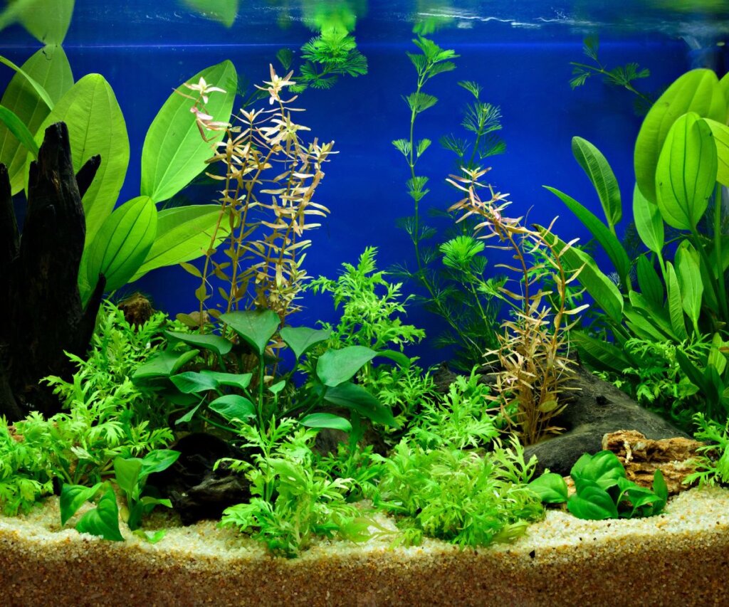 צמחי מים לאקווריום - המדריך המלא לעיצוב טבעי ומרשים