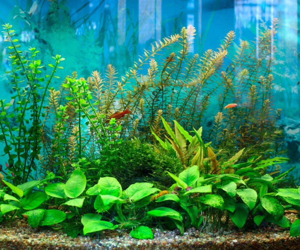 צמחי מים לאקווריום - המדריך המלא לעיצוב טבעי ומרשים