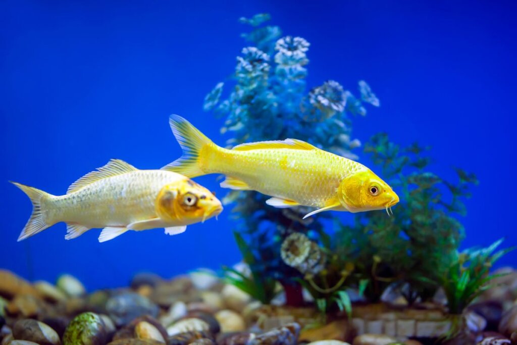 כל כמה זמן צריך להאכיל דגים - המדריך המלא לתזונה נכונה באקווריום