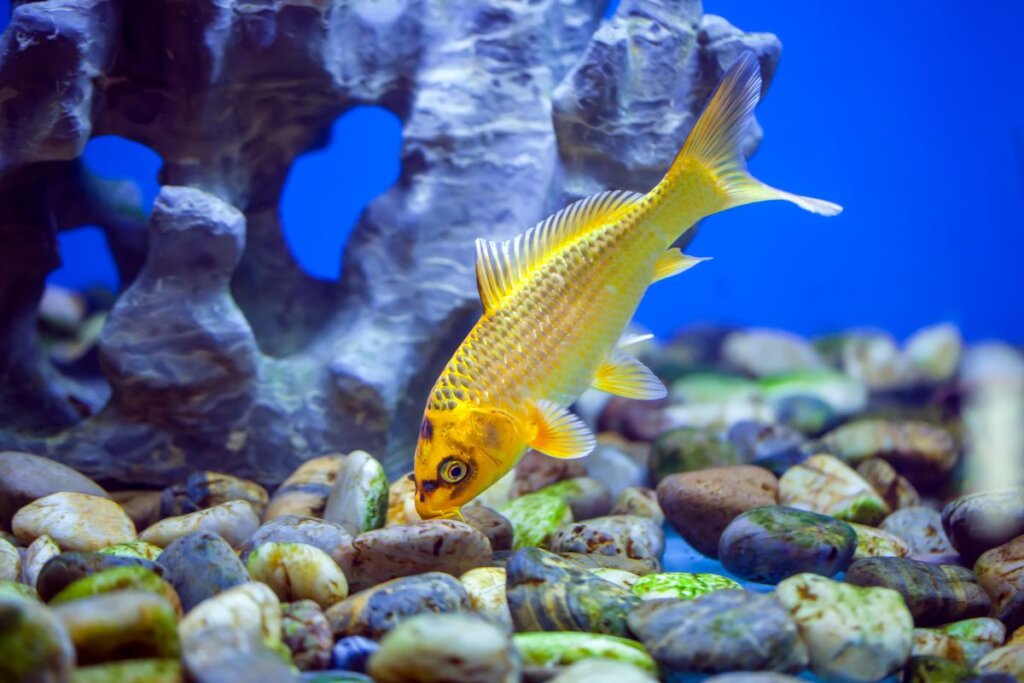 איך מכניסים דגים חדשים לאקווריום - המדריך הבטוח למעבר נכון