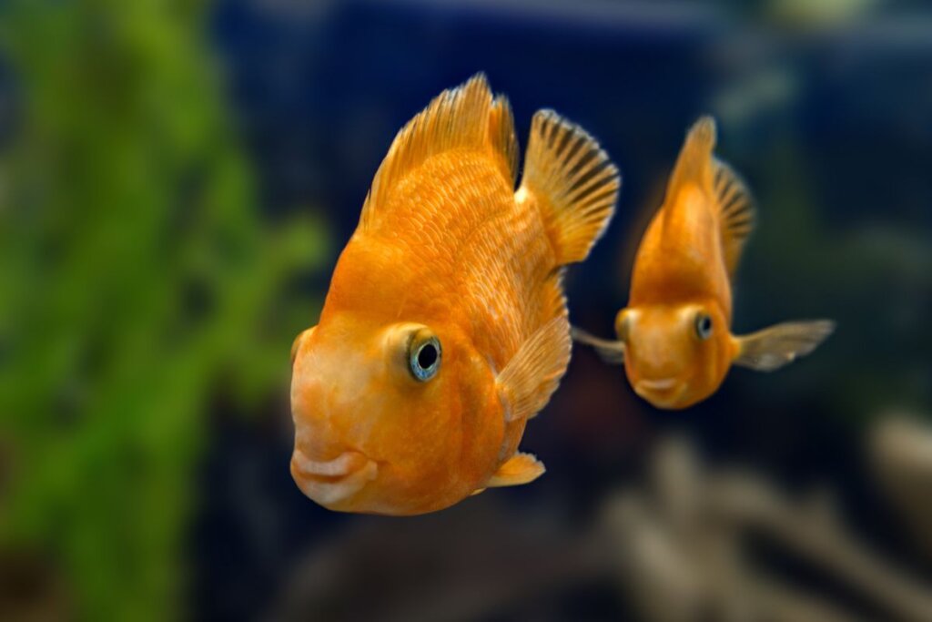 כל כמה זמן צריך להאכיל דגים - המדריך המלא לתזונה נכונה באקווריום